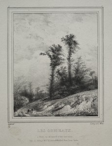 Landscapes:  Young Elm Trees