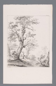 Landschap met bomen en struikgewas