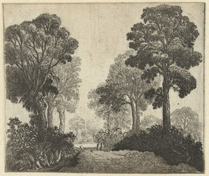 Landschap met bomen langs een pad