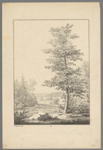 Landschap met boom