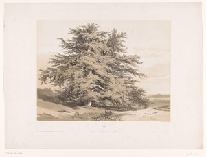 Landschap met ceders