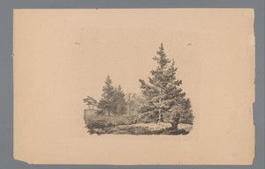 Landschap met dennenbomen