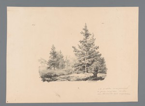 Landschap met dennenbomen