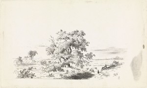 Landschap met grote boom