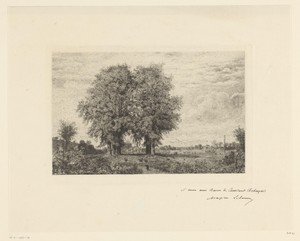 Landschap met hoge bomen