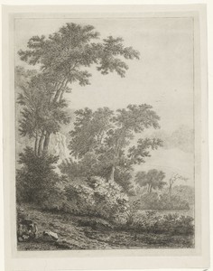 Landschap met hoge bomen