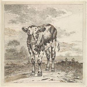 Landschap met kalf
