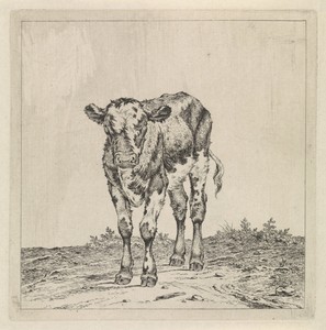 Landschap met kalf