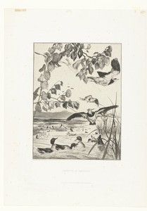 Landschap met kievieten en talingen