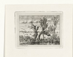 Landschap met knotwilgen