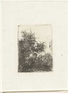 Landschap met kromme boom