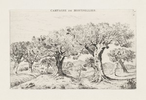 Landschap met olijfbomen bij Montpellier