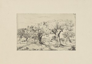 Landschap met olijfbomen bij Montpellier