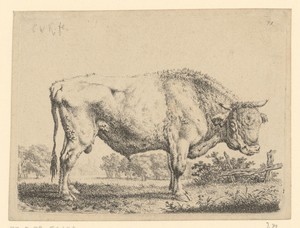 Landschap met staande stier