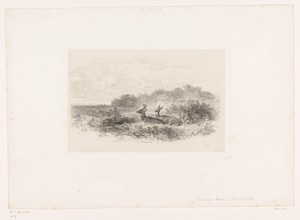 Landschap met twee witstaartherten