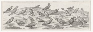 Landschap met verschillende soorten vogels.