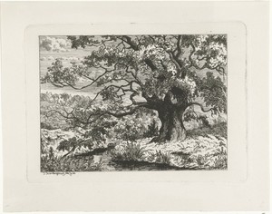 Landschap te Wolfheze