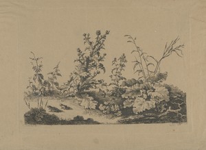 Landschapsstudie met distels en kikkers