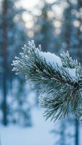 Lapland Winter Pine