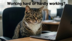 Laptop Cat Meme