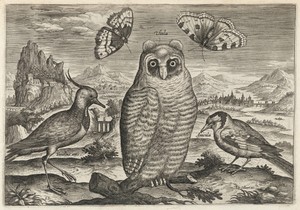 Lapwing, Long Eared Owl, and Goldfinch