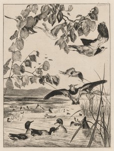 Lapwings and Teals