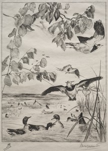 Lapwings and Teals