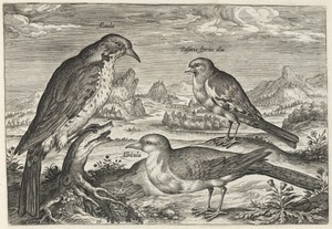 Lark and Two Smaller Birds