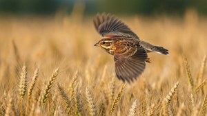 Lark Over Wheat Field
