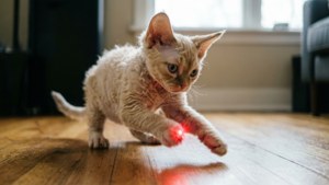Laser Chase