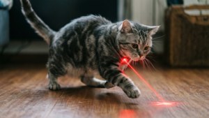 Laser Chase Frenzy