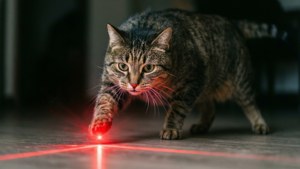 Laser Dot Chase