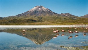 Lauca Lake Flamingos