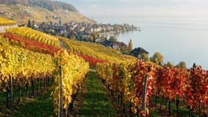 Lavaux Autumn Mist