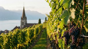 Lavaux Vineyards View