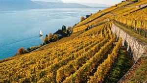 Lavaux Vineyards View