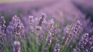 Lavender Field Blur