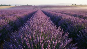 Lavender Field Dream