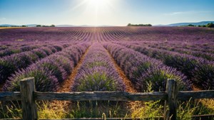 Lavender Field Dream