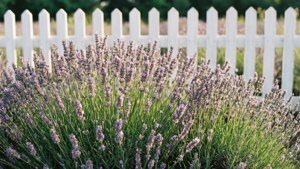 Lavender Field Dream