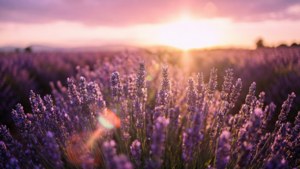 Lavender Field Flare