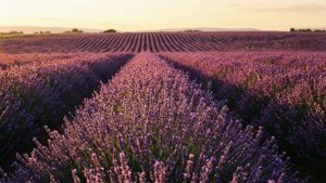 Lavender Field Golden Hour