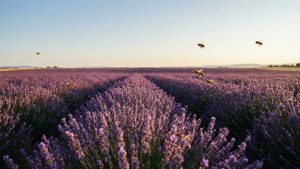 Lavender Field May