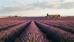 Lavender Field Overview