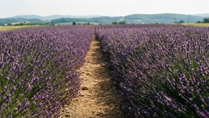 Lavender Field Path