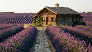 Lavender Field Retreat