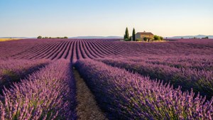 Lavender Field Road