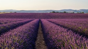 Lavender Field Road