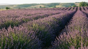 Lavender Field Rows