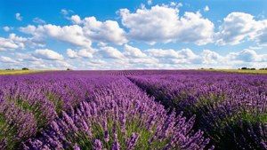 Lavender Field Summer